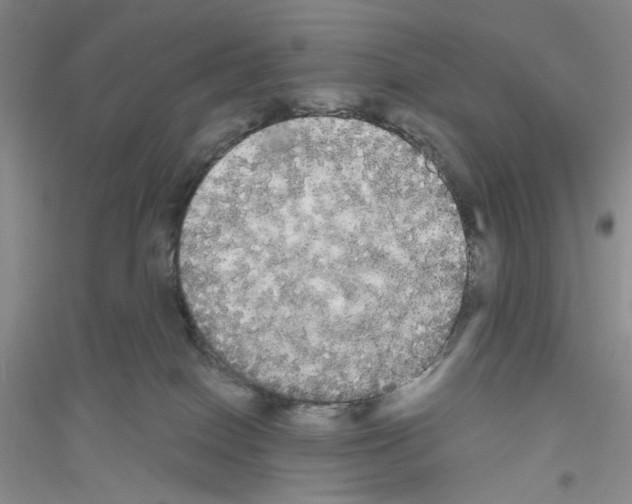 X0000116850086201002021054