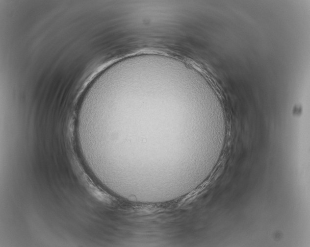 X0000116850098201002021054