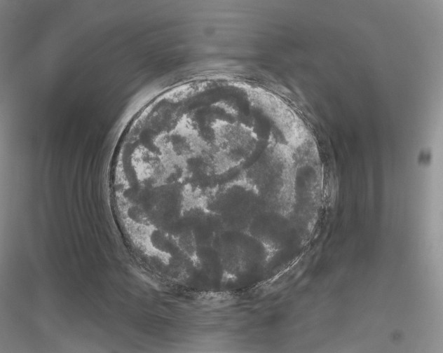X0000116850099201002021054