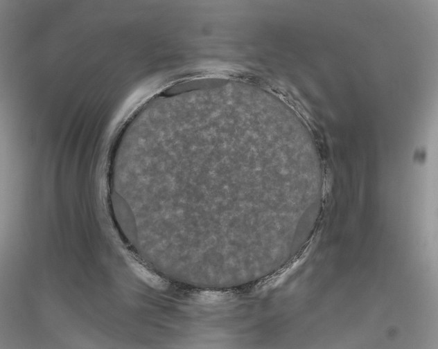 X0000116850101201002021054