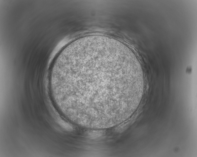 X0000116850102201002021054