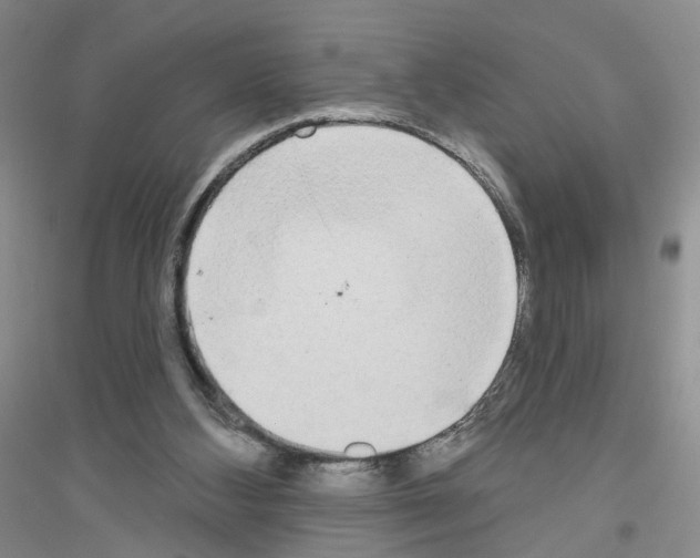 X0000116850108201002021053