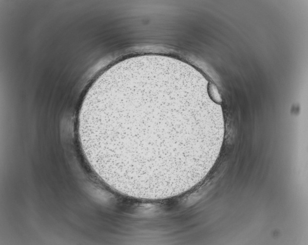 X0000116850111201002021053