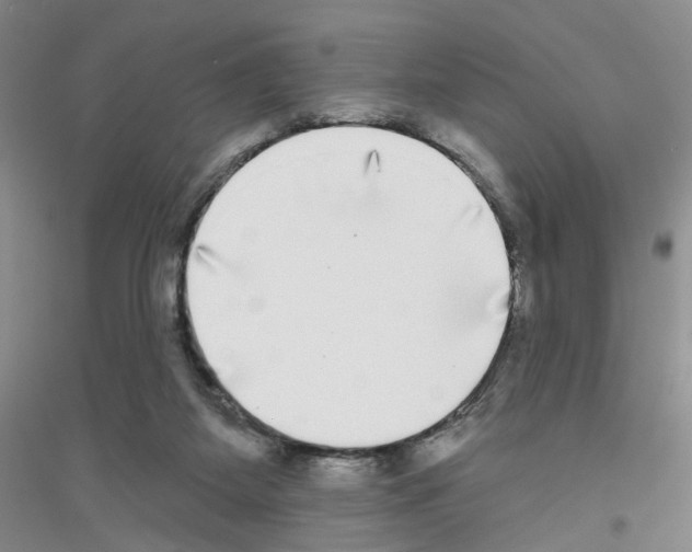 X0000116850115201002021053