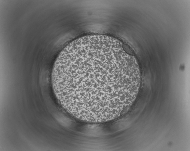 X0000116850117201002021053