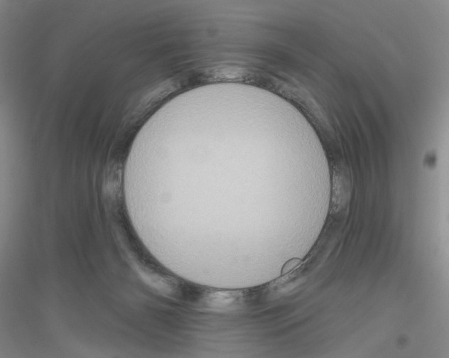 X0000116850126201002021053