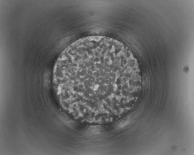 X0000116850127201002021053