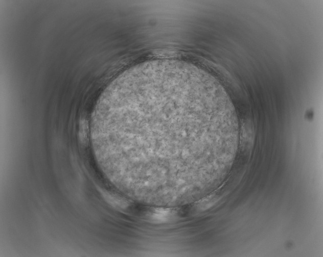X0000116850130201002021053