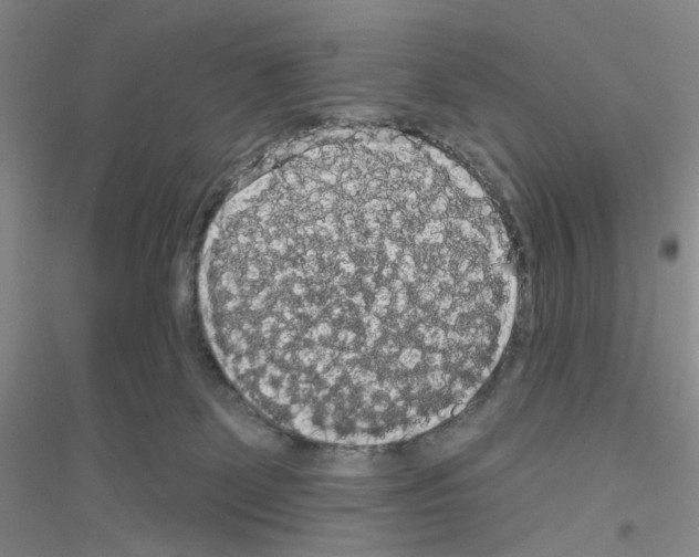 X0000116850131201002021053