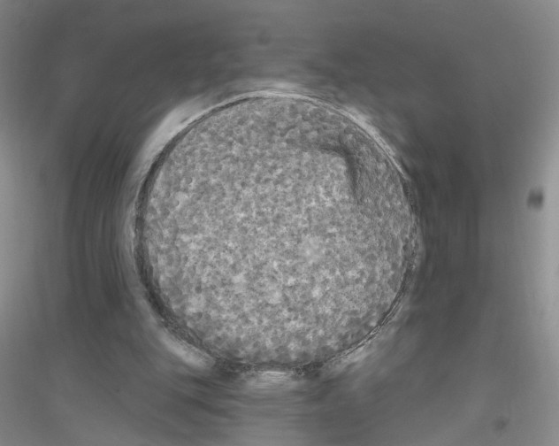 X0000116850151201002021052