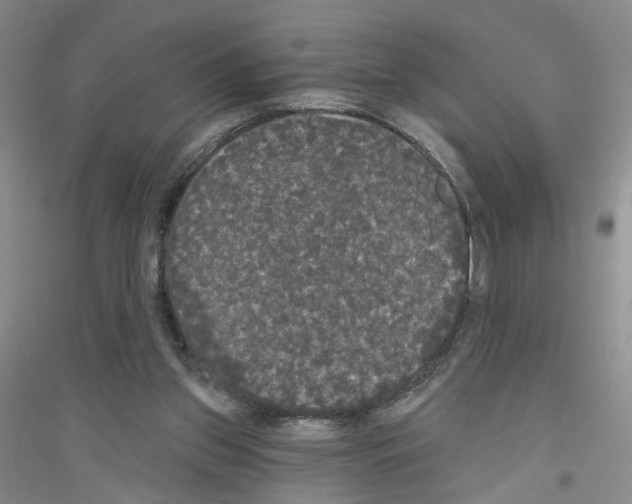 X0000116850157201002021052