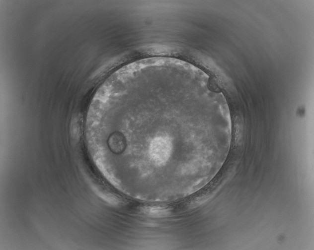 X0000116850165201002021053