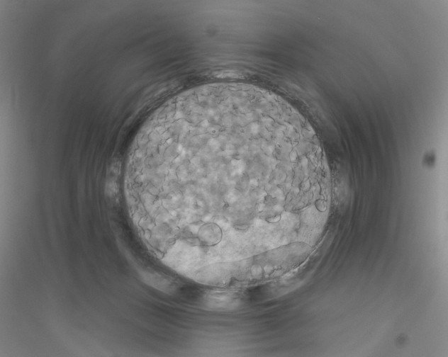 X0000116850175201002021053