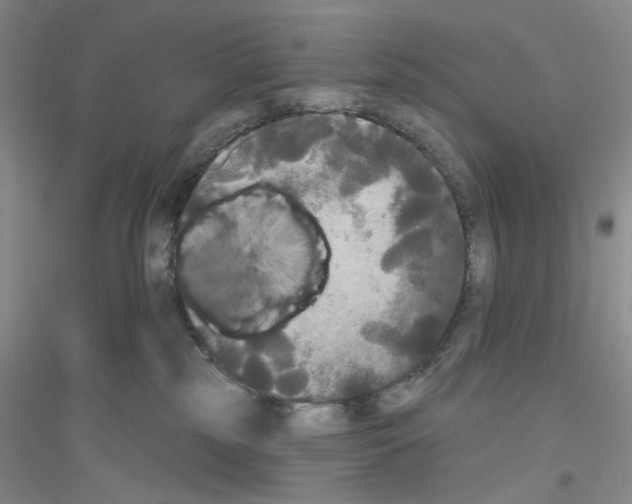 X0000116850185201002021053