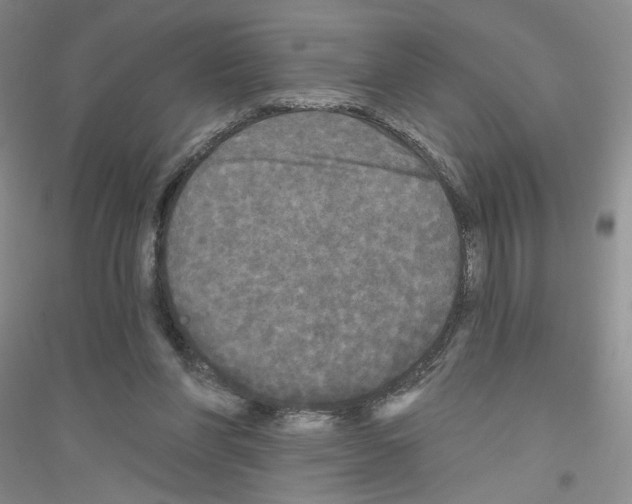 X0000116850206201002021052