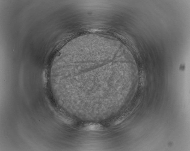 X0000116850210201002021052