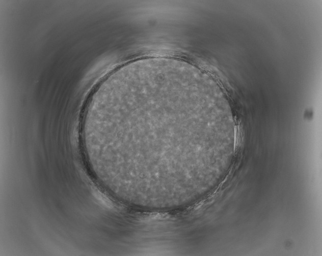 X0000116850243201002021051