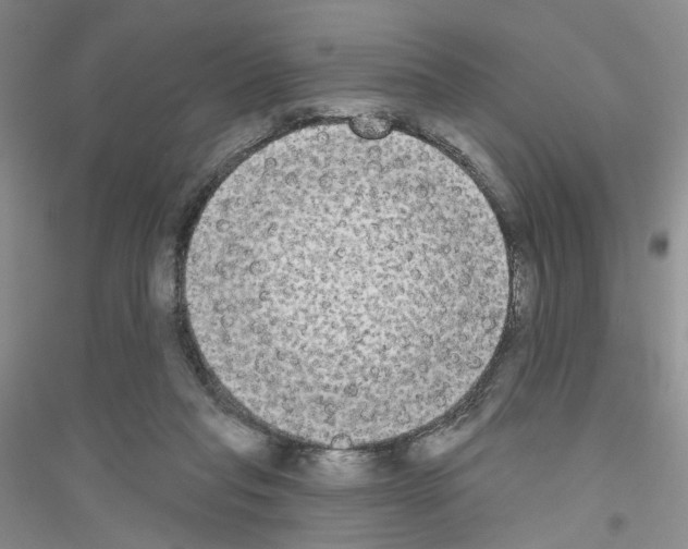 X0000116850261201002021051