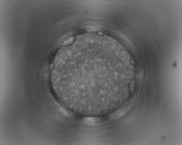 X0000116850277201002021052