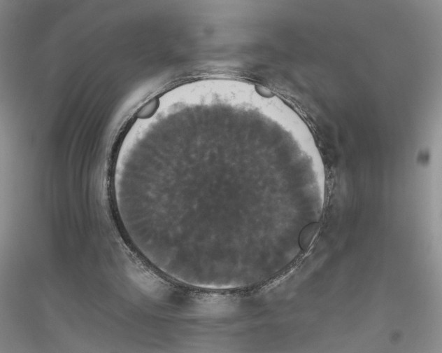 X0000116850293201002021051