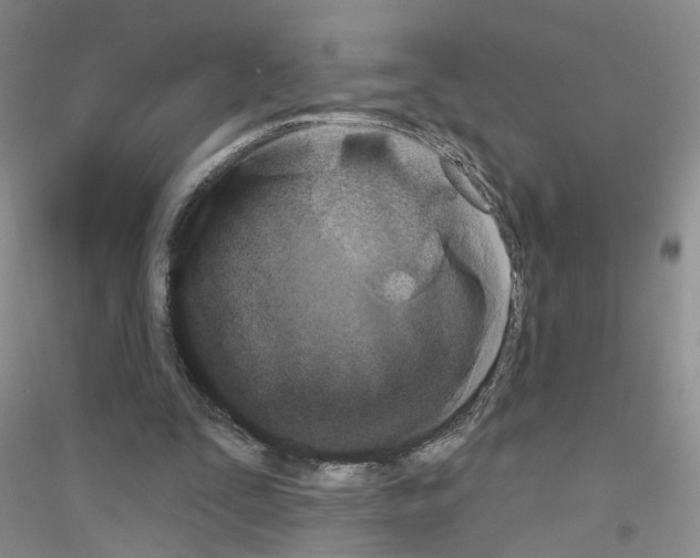 X0000116850295201002021051