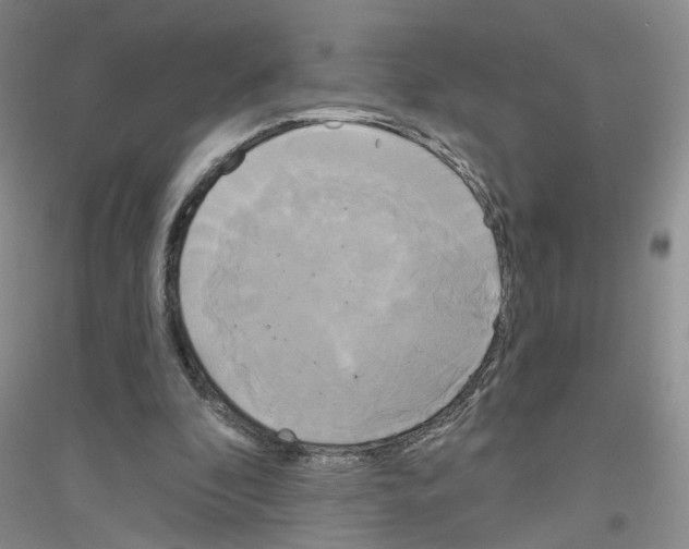 X0000116850296201002021051