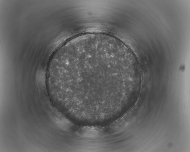 X0000116850297201002021051