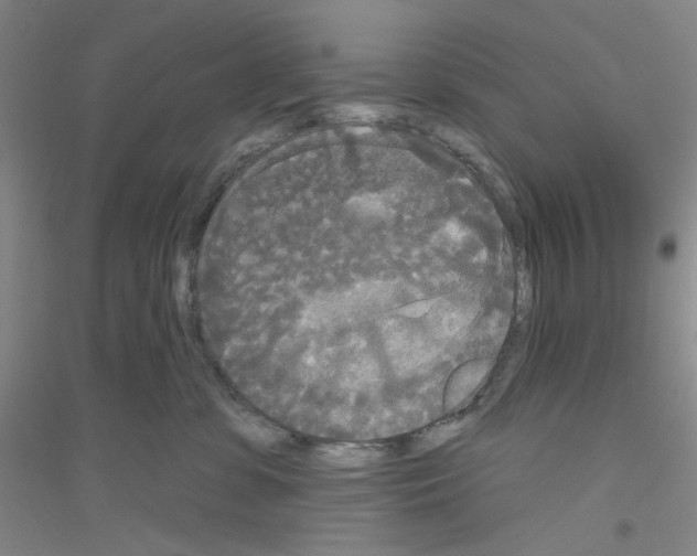 X0000116850331201002021050