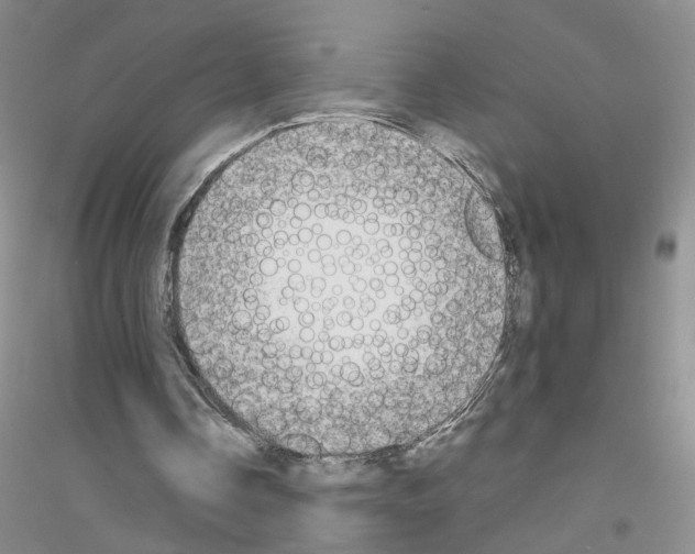 X0000116850338201002021050