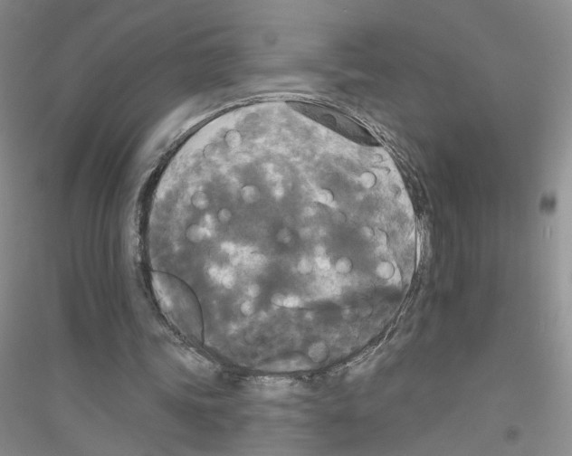X0000116850339201002021050