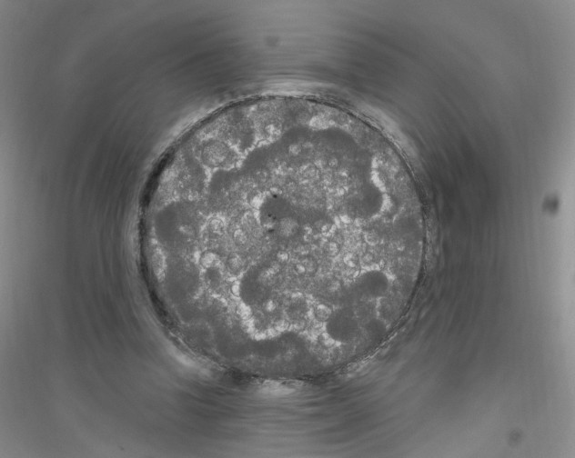 X0000116850346201002021050