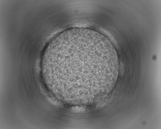 X0000116850354201002021050