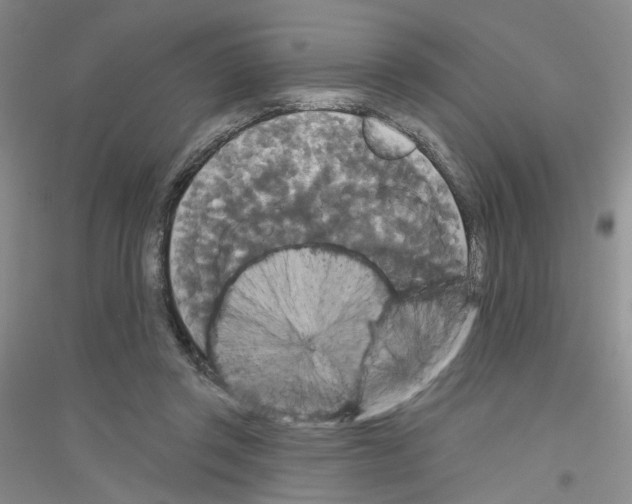 X0000116850357201002021050