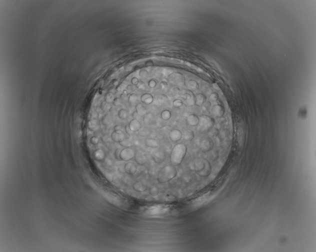 X0000116850366201002021050