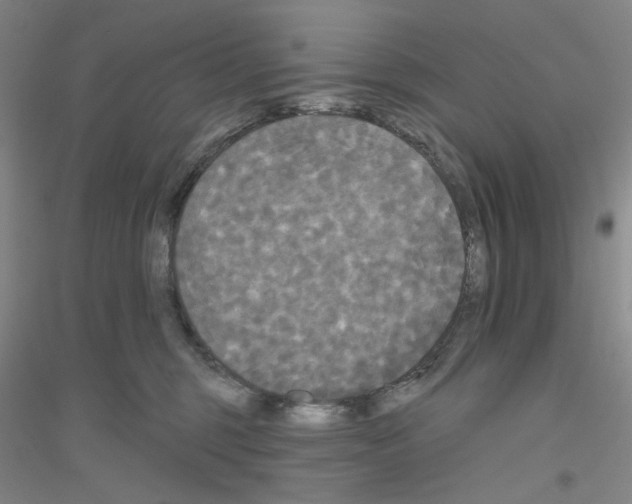 X0000116850375201002021050