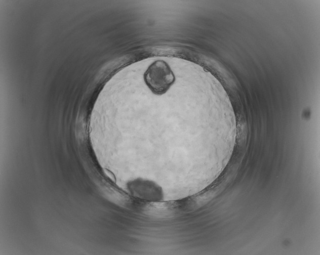 X0000116850381201002021050