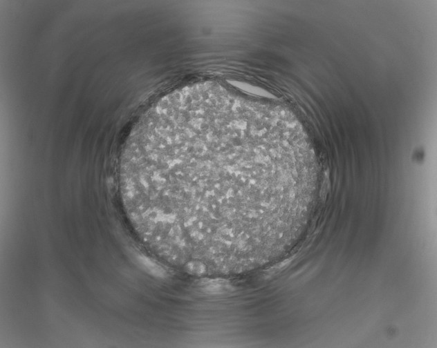 X0000116850424201002021049
