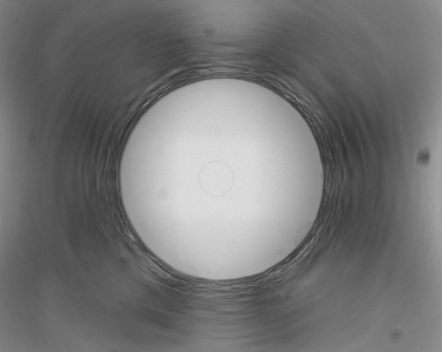 X0000116850425201002021049