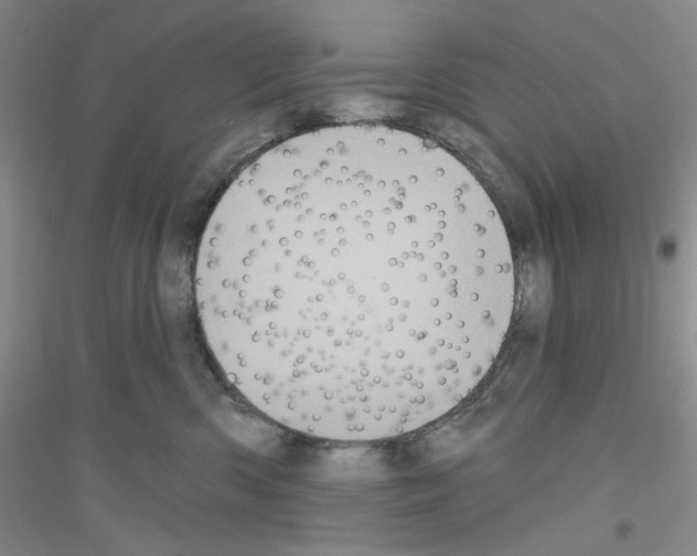 X0000116850426201002021049