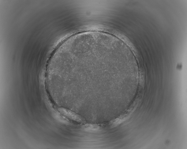 X0000116850434201002021048