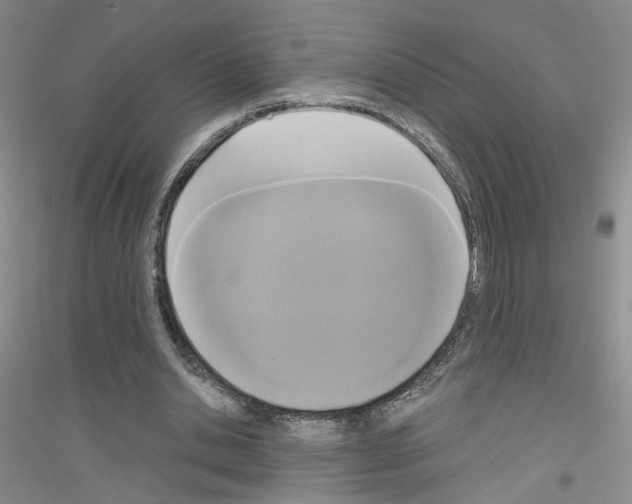 X0000116850438201002021048