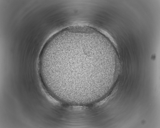 X0000116850439201002021048
