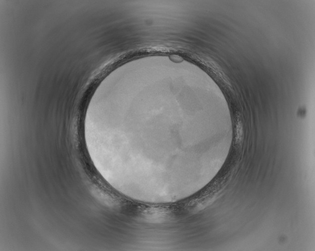 X0000116850444201002021049