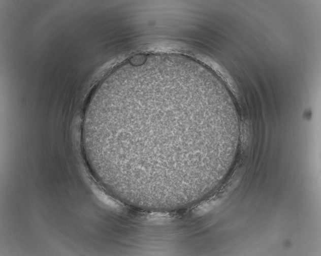 X0000116850445201002021049