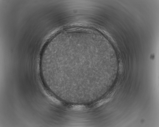 X0000116850446201002021049