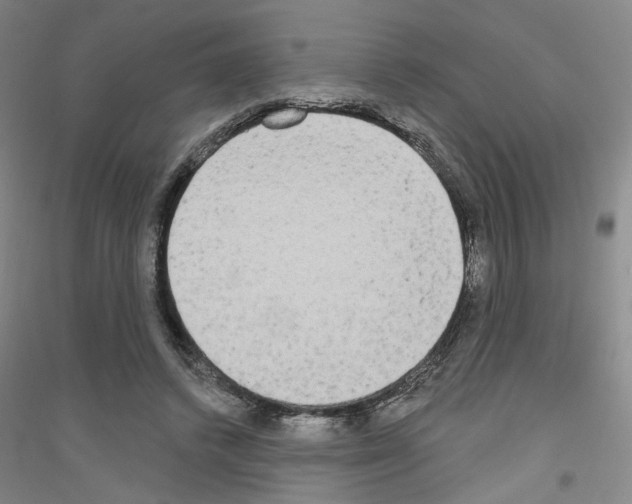 X0000116850448201002021049