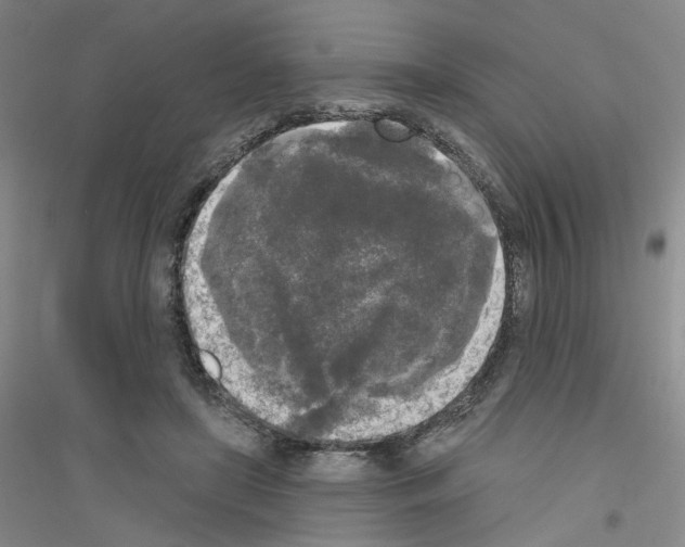 X0000116850451201002021049