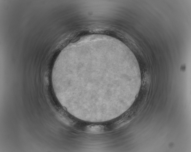 X0000116850452201002021049