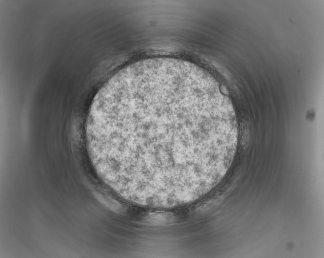 X0000116850455201002021049