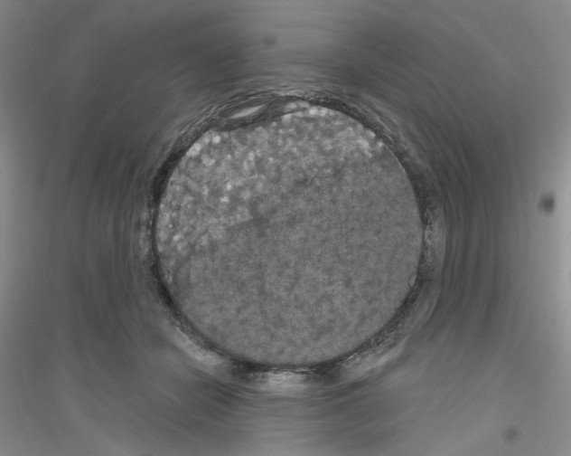 X0000116850462201002021049